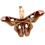 Rothschildia lebeau inca 15 eggs